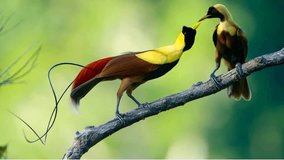 A pair of birds of paradise is perching on a tree branch. - Powered by Shutterstock - Get 15% off with code: PIKWIZARD15