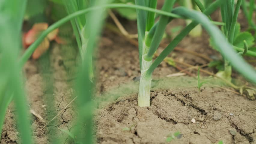 Fresh green onions thrive in a garden bed surrounded by healthy soil and lush greenery, reflecting the vitality of a sunlit growing season.