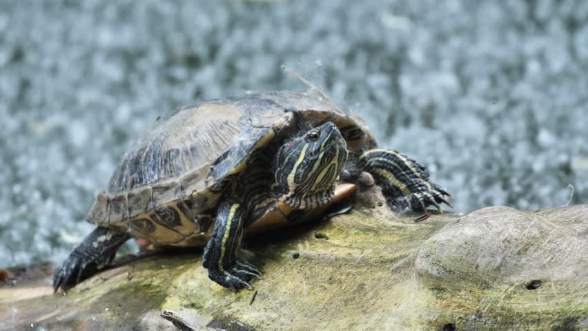 Yellow-eared slider turtle, Trachemys scripta.
It is a freshwater reptile of the American freshwater turtle family.
