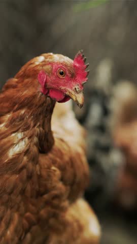 Several chickens, featuring various colors and patterns, are actively foraging on the ground in a farmyard. The environment suggests a vibrant, rural setting filled with life.
