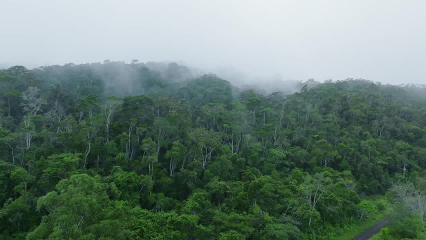 Drone footage of a dense tropical rainforest covered in morning mist, filmed in Andasibe - Madagascar. The lush greenery and fog create a calm, mysterious atmosphere. (4K)