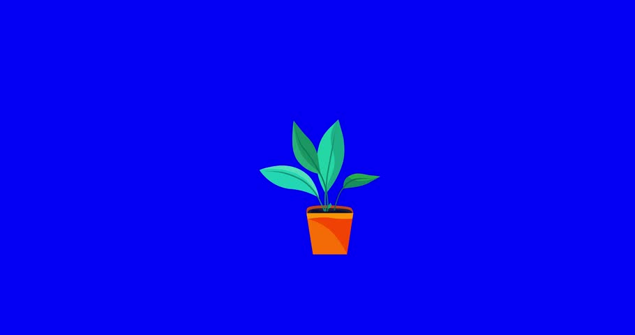 Cartoon houseplant growing in square pot bluebox. Business style house or office interior plant flower good for explainer. Flat vector simple business style infographic seamless loop animation video.
