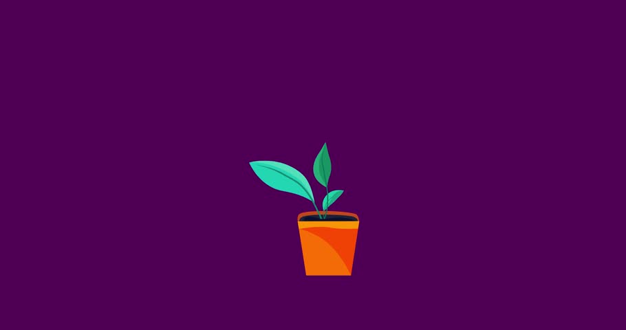 Cartoon houseplant growing in square pot isolated. Business style house or office interior plant flower good for explainer. Flat vector simple business style infographic animation 4k video.
