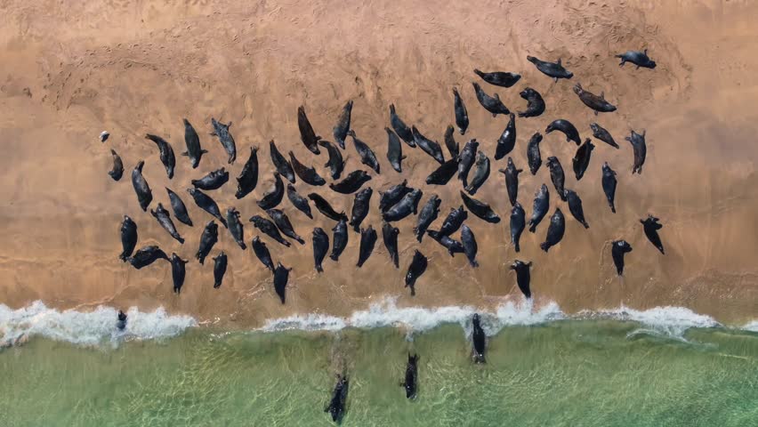 Seals chilling out in Blasket Islands 4K Cinematic Drone Footage - Dingle Co.Kerry - Ireland 05.12