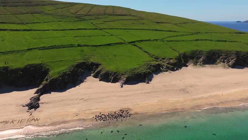 Seals chilling out in Blasket Islands 4K Cinematic Drone Footage - Dingle Co.Kerry - Ireland 05.17
