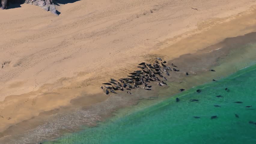 Seals chilling out in Blasket Islands 4K Cinematic Drone Footage - Dingle Co.Kerry - Ireland 05.09