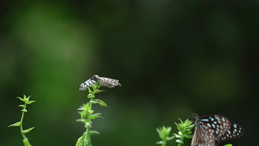 Beautiful butterfly in jungle tropical rainforest,Amazing butterflies on yellow flower the wild lush foliage natural background