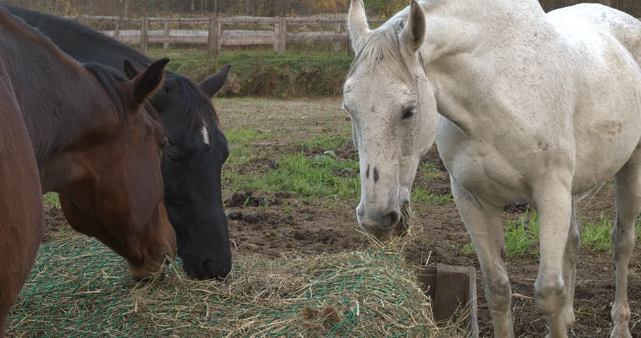 Three horses: bay, white, and black eating hay from a slow feeder net in a paddock.