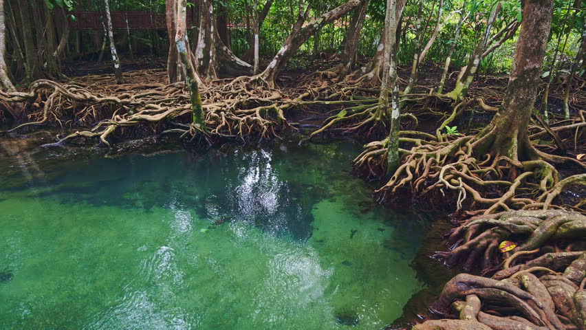 Tropical trees roots in swamp forest and crystal clear water stream canal at Tha Pom Klong Song Nam mangrove wetland Krabi Thailand Beautiful nature view	