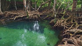 Tropical trees roots in swamp forest and crystal clear water stream canal at Tha Pom Klong Song Nam mangrove wetland Krabi Thailand Beautiful nature view	 - Powered by Shutterstock - Get 15% off with code: PIKWIZARD15