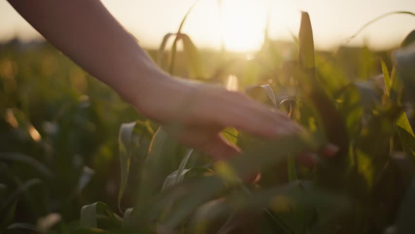 Woman hand slowly caressing grass in a field at sunset creating a serene moment of connection between humans and nature highlighting eco awareness and calm