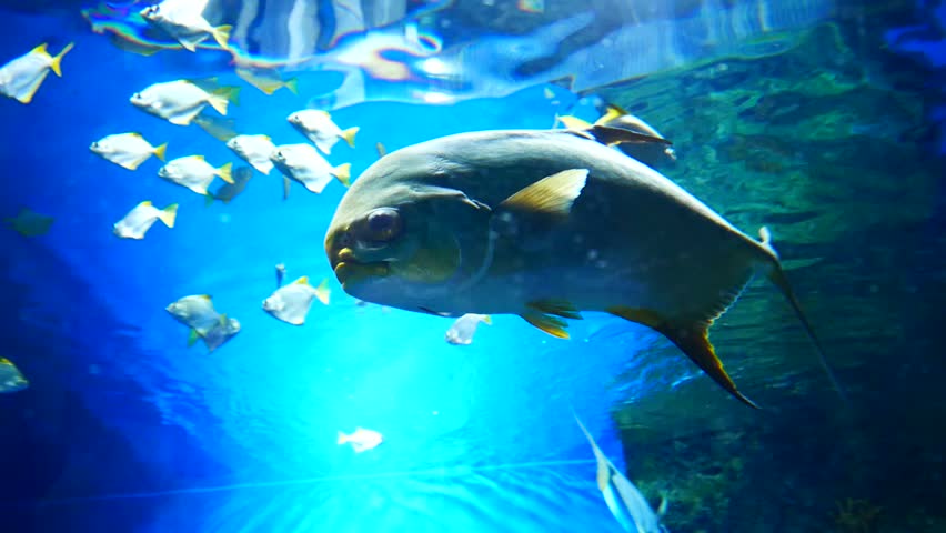 A nice Pompano fish under water