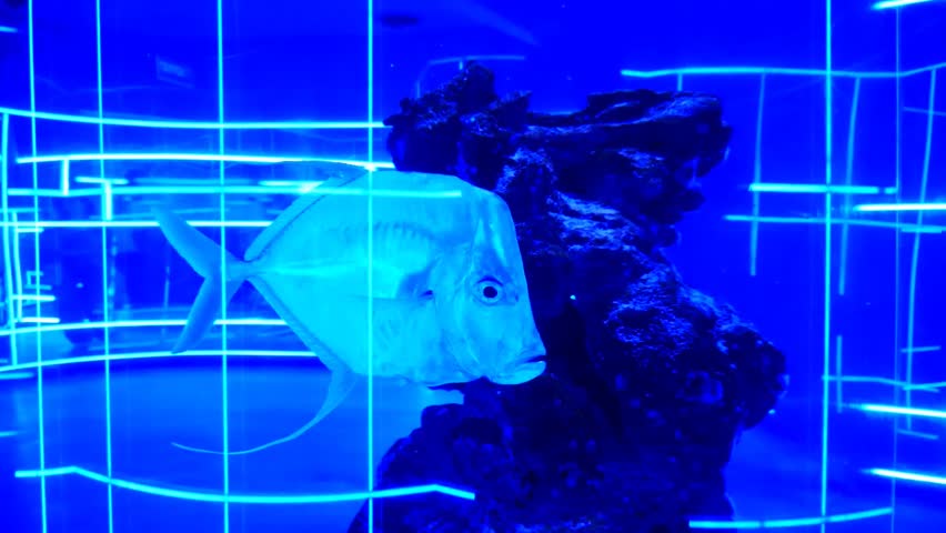 Close-up of a nice silver Moonfish in aquarium