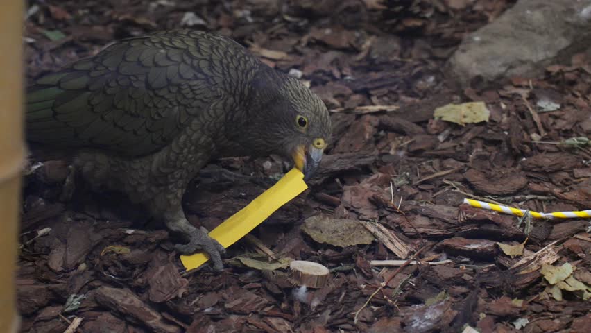 A playful Kea parrot interacting with a yellow plastic strip on the ground. Native to New Zealand, Keas are highly intelligent alpine parrots known for their curiosity.