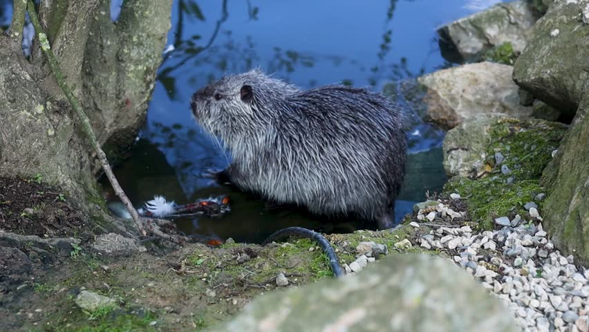 A nutria is seen near the rocky edge of a pond, curiously interacting with its water environment under a clear blue sky. It appears focused on its surroundings, enjoying the sunlight.