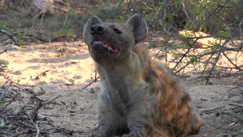A closeup of Hyena resting on ground, surrounded by leafless and broken branches