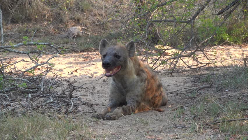 A single Hyena resting on ground, surrounded by leafless and broken branches
