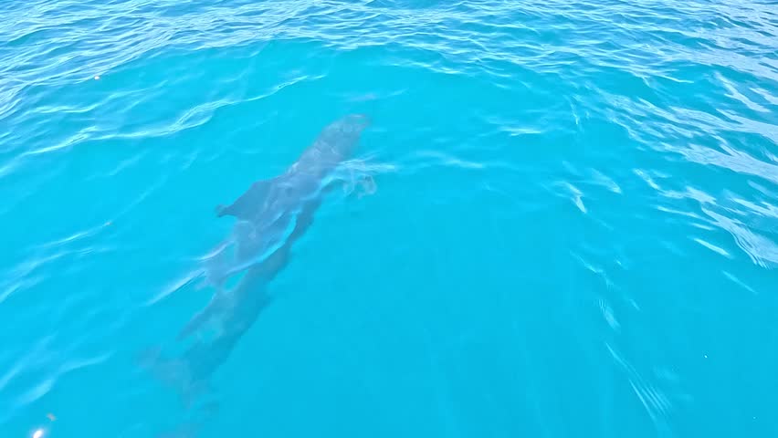 Incredible 4K cinematic footage captured just centimeters above the water surface, featuring a group of wild dolphins swimming and playfully jumping in the open waters of the Black Sea.