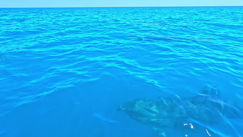 Incredible 4K cinematic footage captured just centimeters above the water surface, featuring a group of wild dolphins swimming and playfully jumping in the open waters of the Black Sea.