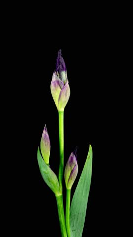 Purple Iris Flower Opening Bud in Time Lapse on a Black Background. Tender Flower Wilt After Blooming in Timelapse