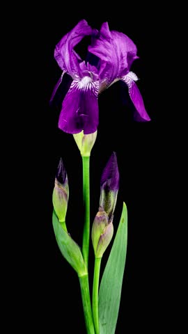 Purple Iris Flower Opening Bud in Time Lapse on a Black Background. Tender Flower Wilt After Blooming in Timelapse