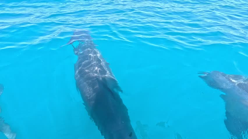 Incredible 4K cinematic footage captured just centimeters above the water surface, featuring a group of wild dolphins swimming and playfully jumping in the open waters of the Black Sea.