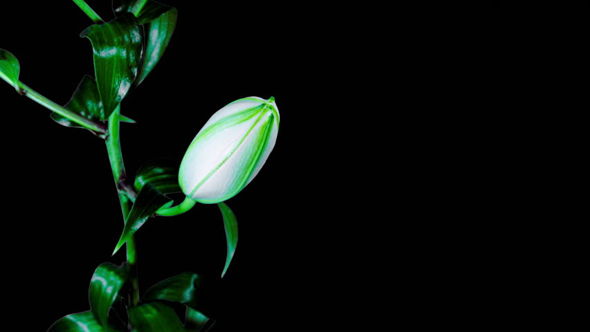 Beautiful White Lily Flower on Black Background with Alpha Matte. Wedding, Valentines Day, Mothers Day Concept. Holiday, Love, Birthday Design Backdrop. Blooming Plant From Blossom to Wilted Flower