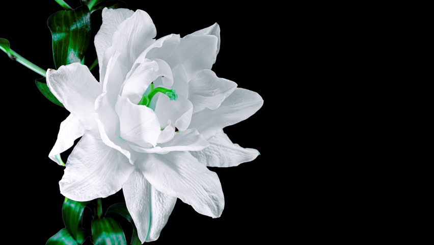 Beautiful White Lily Flower on Black Background with Alpha Matte. Wedding, Valentines Day, Mothers Day Concept. Holiday, Love, Birthday Design Backdrop. Blooming Plant From Blossom to Wilted Flower