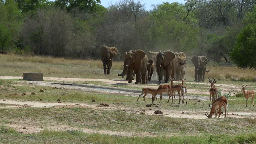 A herd of elephants wading in the background of a deer group on a sunny day with dense trees in the background
