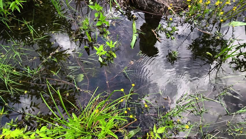 A small pond filled with lots of water and plants.