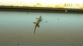 Small nimble gecko crawls on wall inside house catches insects moths at night near the light bulb, delicate feet of cute lizard navigating vertical surface remarkable agility, charming reptilian - Powered by Shutterstock - Get 15% off with code: PIKWIZARD15
