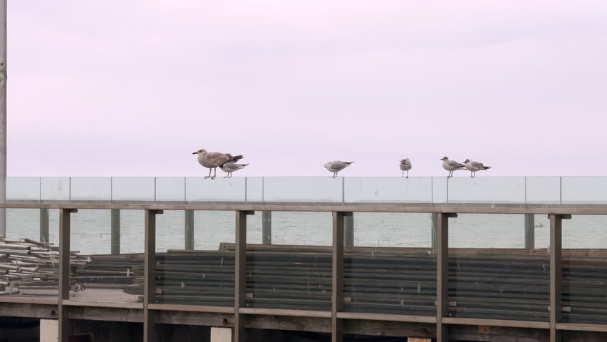 A long metal pier extends into the Baltic Sea, with several seagulls perched along its length. The cloudy sky creates a moody atmosphere, capturing the calm coastal environment on a gray day