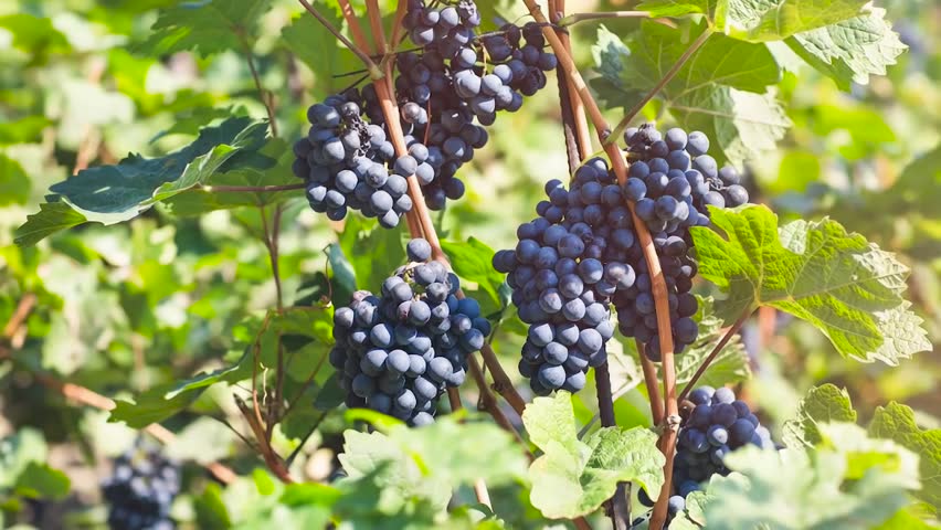 Ripe Purple Grapes Hanging on Vines in a Sunny Vineyard During Harvest