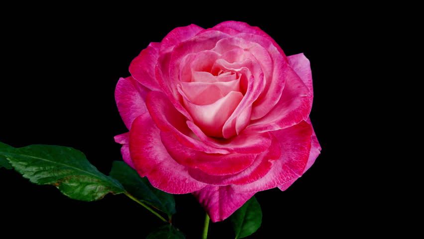 Pink Rose Plant Blooming Flower in Time Lapse on a Black Background. Single Red Flower Opens Bud and Moving Petals in Timelapse with Alpha Matte Channel