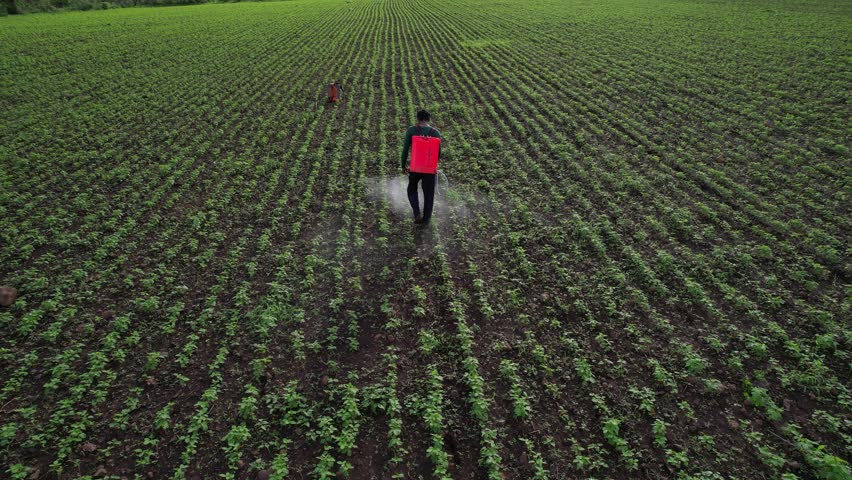 Farmer spraying pesticides on their crop, India.