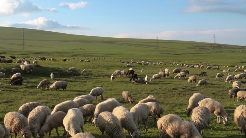 flock of sheep grazing peacefully in a lush green pasture
