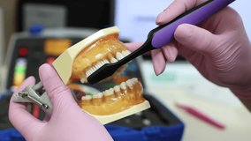 Professional dental in medical gloves holding dental jaw model and demonstrating proper tooth brushing using manual toothbrush. Concept of dental care, oral health education and hygiene - Powered by Shutterstock - Get 15% off with code: PIKWIZARD15