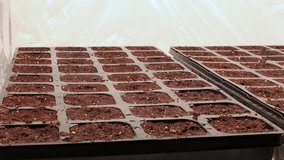 Time lapse while trying to grow kohlrabi and tomato and zucchini seedlings indoors in small plastic pots - Powered by Shutterstock - Get 15% off with code: PIKWIZARD15