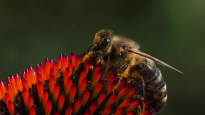 bee collecting nectar on echinacea flower on on a blurred background slow motion