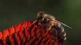 bee collecting nectar on echinacea flower on on a blurred background slow motion - Powered by Shutterstock - Get 15% off with code: PIKWIZARD15