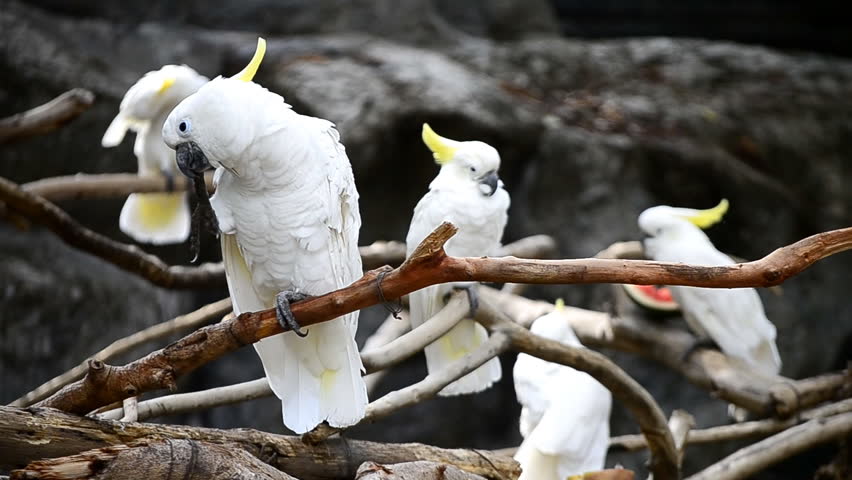 cute white parrot hold on branch