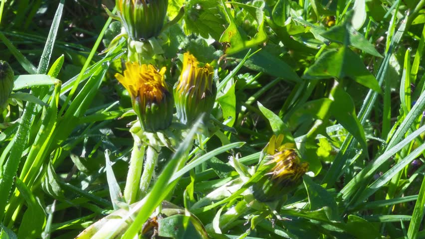 Yellow Dandelions Blooming in Spring Meadow, Time Lapse of Flowering Nature