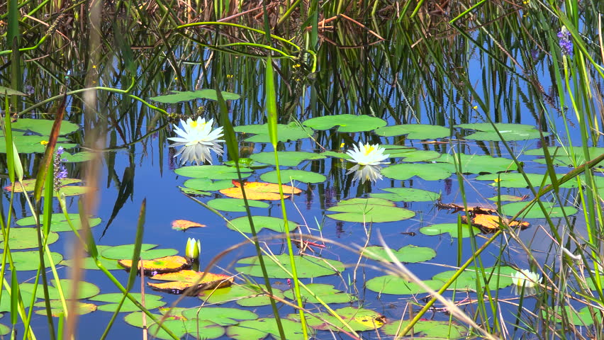 Florida forest lake nature on a sunny day. Wetland swamp with lily pads vegetation floating on water