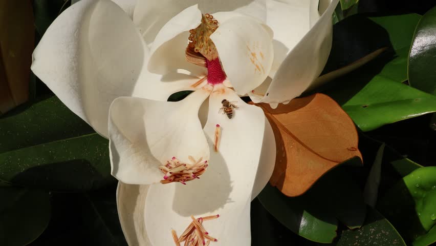 Full Bloomed Magnolia with Partially Covered Center and Bee Flying Nearby. Florida, May 12, 2025