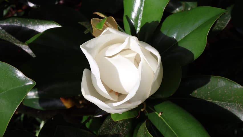 A white magnolia flower with only half its petals unfurled stands in striking contrast against a backdrop of deep green and shadowed leaves. Florida, May 12, 2025