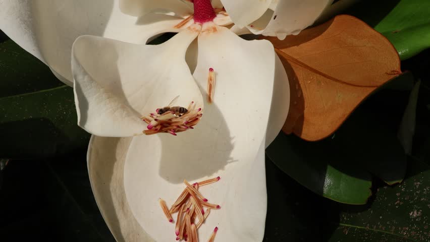 A captivating macro video showing bees actively crawling on the silky white petals of a large magnolia flower. Florida, May 12, 2025