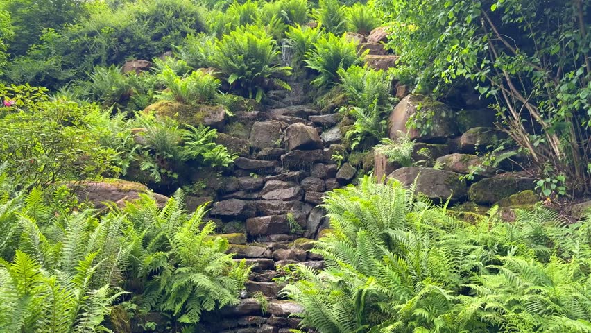 Small woodland stream flows between mossy rocks and green ferns in lush summer forest