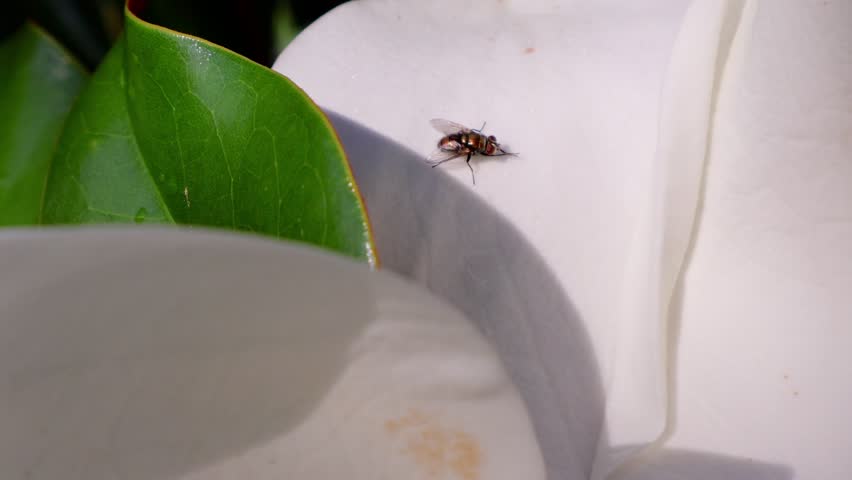 A detailed close-up showing a fly perched on the soft white petal of a magnolia flower, delicately cleaning its face with its front legs. Florida, May 12, 2025