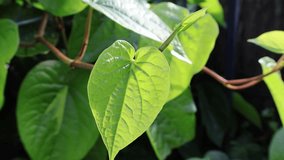 A vibrant green betel leaf vine reaches outward, cradling a fresh, heart-shaped leaf in mid-growth. Florida, May 12, 2025 - Powered by Shutterstock - Get 15% off with code: PIKWIZARD15
