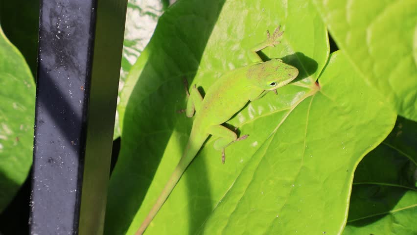 Green on Green – Part 2: the green anole lizard makes its way across the smooth surface of a betel leaf. Florida, May 12, 2025